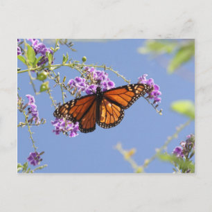 Carte Postale Papillon monarque