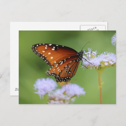 Carte Postale Papillon Monarque affamé (Devant / Derrière)