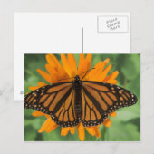 Carte Postale Papillon monarque (Danaus plexippus) en pot (Devant / Derrière)