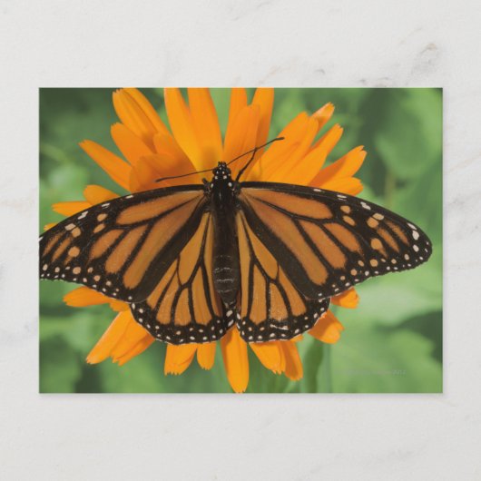 Carte Postale Papillon monarque (Danaus plexippus) en pot (Devant)