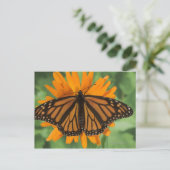 Carte Postale Papillon monarque (Danaus plexippus) en pot (Debout devant)