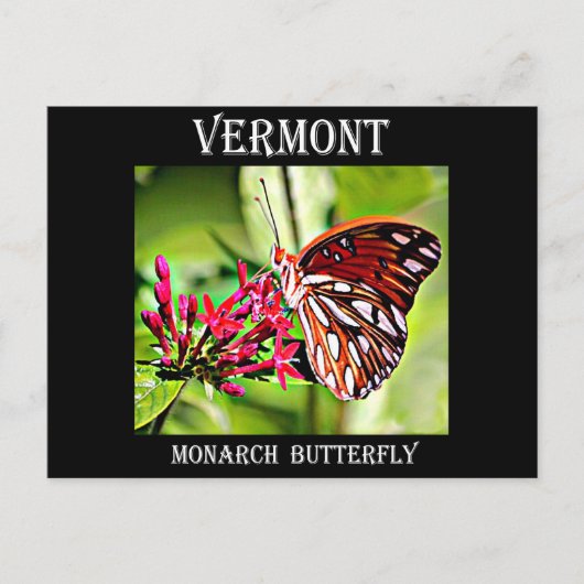 Carte Postale Papillon Monarque du Vermont (Devant)