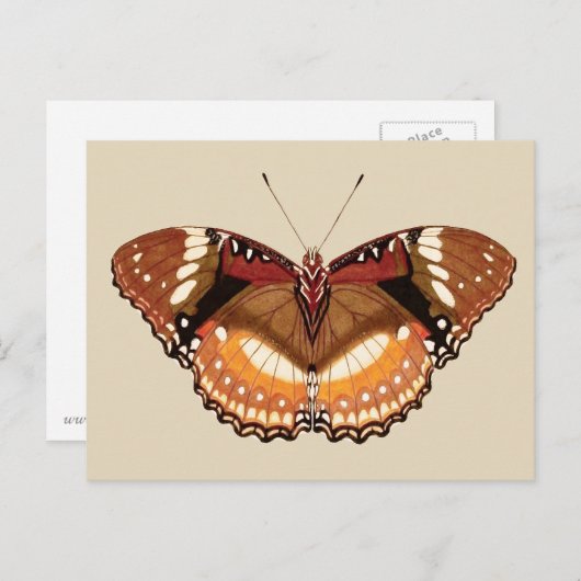 Carte Postale Papillon Monarque en Brown, rouille et crème (Devant / Derrière)