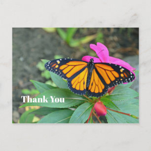 Carte Postale Papillon Monarque Fleurs Roses Photo Merci