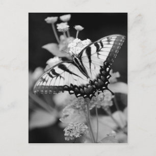 Carte postale Papillon Monarque Noir & Blanc