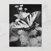 Carte postale Papillon Monarque Noir & Blanc (Devant)