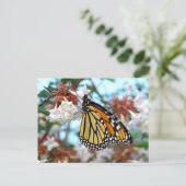 Carte postale Papillon Monarque orange (Debout devant)
