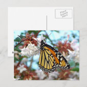 Carte postale Papillon Monarque orange (Devant / Derrière)