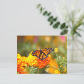 Carte Postale Papillon monarque Orange Marigold Photo (Debout devant)