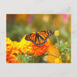 Carte Postale Papillon monarque Orange Marigold Photo