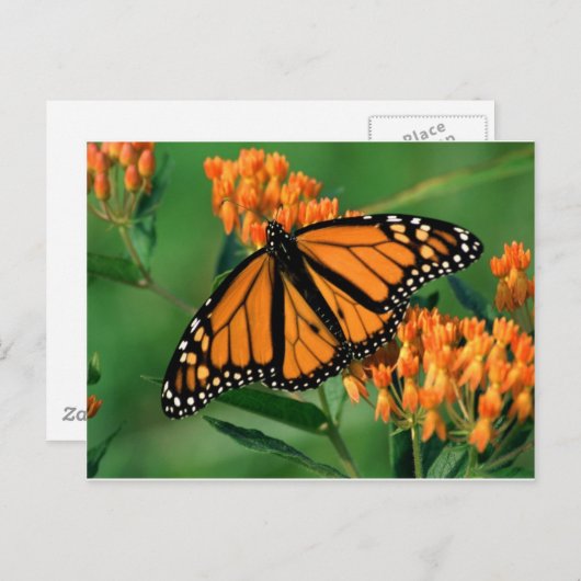 Carte Postale papillon monarque papillon (Devant / Derrière)