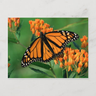 Carte Postale papillon monarque papillon