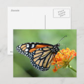Carte Postale Papillon monarque se nourrissant de fleur (Devant / Derrière)