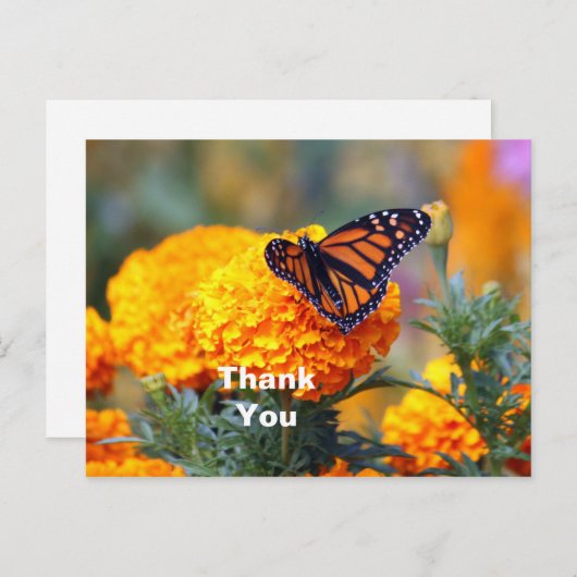 Carte Postale Papillon Monarque Souci Photo Merci (Devant / Derrière)
