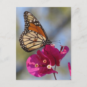 Carte Postale Papillon monarque sur bougainvilliers fleuris