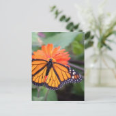Carte Postale Papillon monarque sur fleur d'orange (Debout devant)