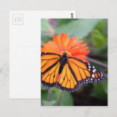 Carte Postale Papillon monarque sur fleur d'orange (Devant / Derrière)