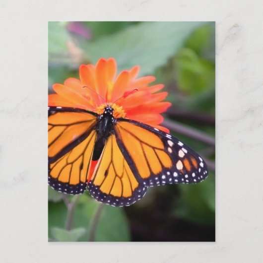 Carte Postale Papillon monarque sur fleur d'orange (Devant)