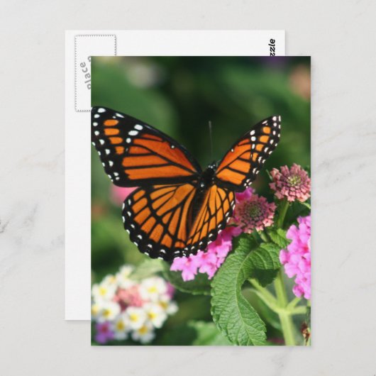 Carte Postale Papillon Monarque sur Fleur Lantana (Devant / Derrière)