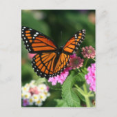 Carte Postale Papillon Monarque sur Fleur Lantana (Devant)