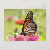 Carte Postale Papillon Monarque sur Fleur Rose (Devant)