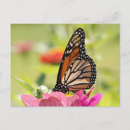 Carte Postale Papillon Monarque sur Fleur Rose (Devant)