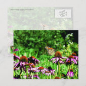 Carte Postale Papillon monarque sur le confleur de prairie viole (Devant / Derrière)