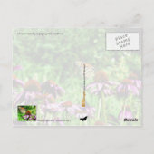 Carte Postale Papillon monarque sur le confleur de prairie viole (Dos)