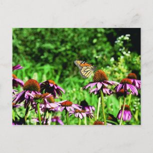 Carte Postale Papillon monarque sur le confleur de prairie viole