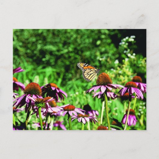 Carte Postale Papillon monarque sur le confleur de prairie viole (Devant)