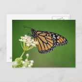 Carte Postale Papillon monarque sur le marais blanc Fleur de l'a (Devant / Derrière)