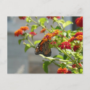 Carte Postale Papillon monarque sur le papillon rouge Bush