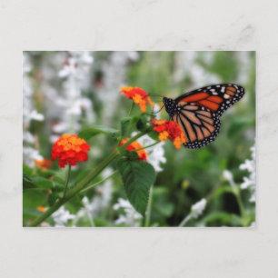 Carte Postale Papillon Monarque sur Orange et Lantana Rouge
