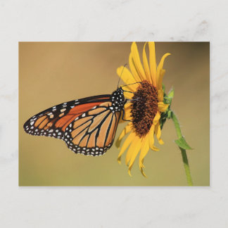 Carte Postale Papillon monarque sur tournesol