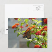 Carte Postale Papillon Monarque sur un Buddleia Rouge (Devant / Derrière)