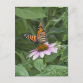 Carte Postale Papillon monarque sur une échynacée pourpre, NYC (Devant)