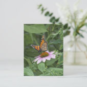 Carte Postale Papillon monarque sur une échynacée pourpre, NYC (Debout devant)