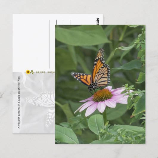 Carte Postale Papillon monarque sur une échynacée pourpre, NYC (Devant / Derrière)