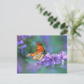 Carte Postale Papillon monarque sur une fleur de lilas violet (Debout devant)