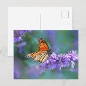 Carte Postale Papillon monarque sur une fleur de lilas violet (Devant / Derrière)