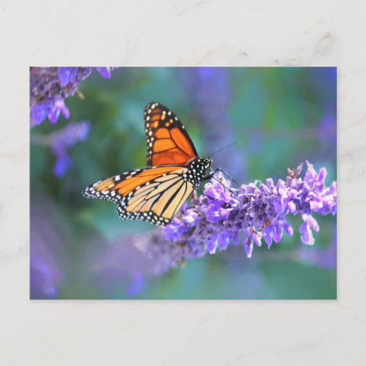 Carte Postale Papillon monarque sur une fleur de lilas violet (Devant)