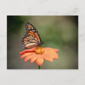Carte Postale Papillon Monarque sur une fleur d'orange (Devant)