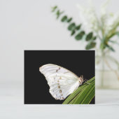 Carte Postale Papillon Morpho blanc sur feuille (Debout devant)