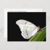 Carte Postale Papillon Morpho blanc sur feuille (Devant / Derrière)