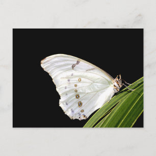 Carte Postale Papillon Morpho blanc sur feuille