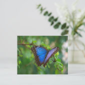 Carte Postale Papillon Morpho Bleu (Debout devant)
