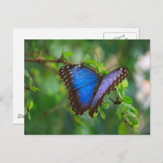 Carte Postale Papillon Morpho Bleu (Devant / Derrière)