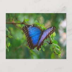 Carte Postale Papillon Morpho Bleu