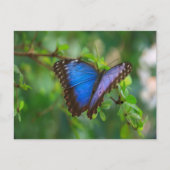 Carte Postale Papillon Morpho Bleu (Devant)