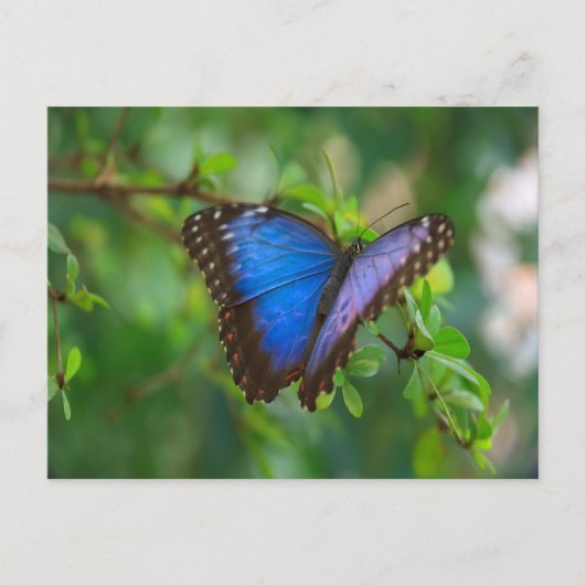 Carte Postale Papillon Morpho Bleu (Devant)